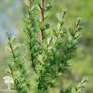 Фото Лиственница Кемпфера Якобсенс Пирамид на штамбе