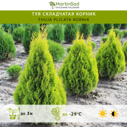 Туя складчатая Корник