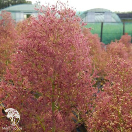 Скумпия кожевенная Мэджикал Торч