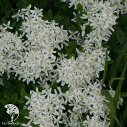 Клематис Маньчжурский