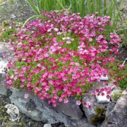 Камнеломка Пурпурная мантия