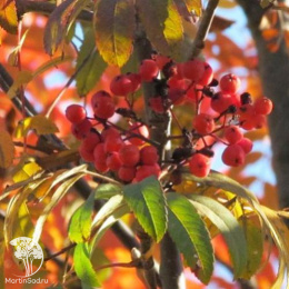 Рябина арнольда Ред Тип