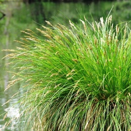 Carex leiorhyncha Осока гладконосая