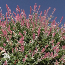 Ива цельнолистная Фламинго на штамбе