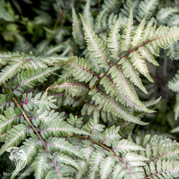 Кочедыжник ниппонский Пиктум