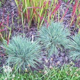 Келерия сизая Пигмея