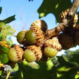 Дуб шарлаховый Quercus coccinea