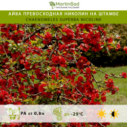 Айва превосходная Николин на штамбе