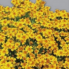 Фото Бархатцы (Тагетес) тонколистные Золотой самоцвет