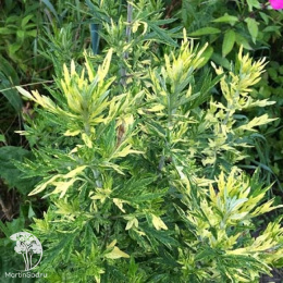 Полынь обыкновенная Ауреовариегата