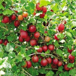 Крыжовник Розовый 2