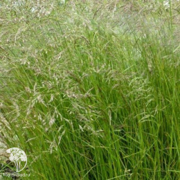 Луговик дернистый Вальдшрат
