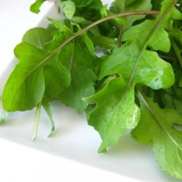 Индау (руккола) Кореянка