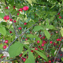 Бересклет плоскочерешковый