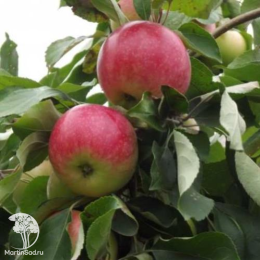 Сверхвыгодный комплект! Яблоня Мельба + опылитель яблоня Спартан