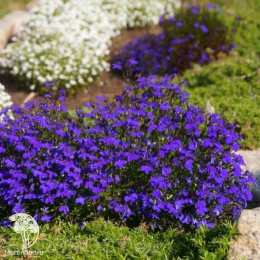 Лобелия Хрустальный дворец