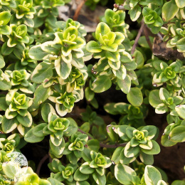 Тимьян (чабрец) лимоннопахнущий Голден Кинг