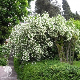 Чубушник венечный Вирджиналь