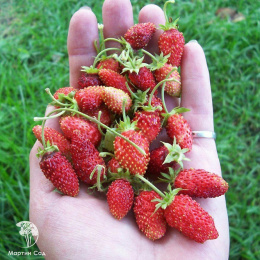 Земляника Александрия