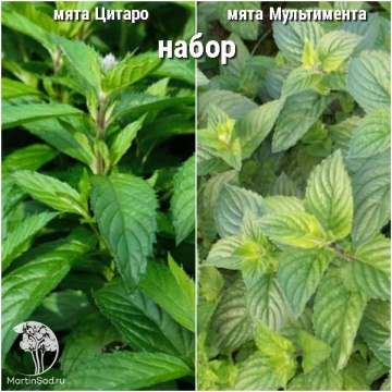 Фото Набор для чая мята Цитаро + Мультимента