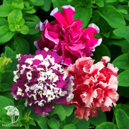 Петуния махровая Пируэтт микс (Люкс)