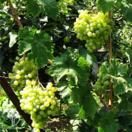 Виноград плодовый Восторг