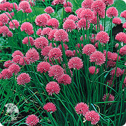 Лук шнитт Богемия