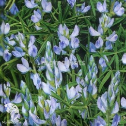 Семена Люпин однолетний Белозерный 110