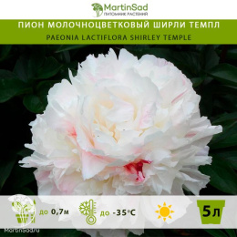 Пион молочноцветковый Ширли Темпл
