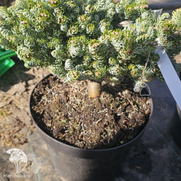 Пихта корейская Когоутс Айсбрекер 