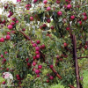 Сверхвыгодный комплект! Яблоня Вишнёвое + опылитель яблоня Пепин Шафранный фото 2 