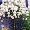Калина берквуда Ченаулти на штамбе фото 1 