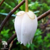 Кринодендрон Альф Роббинс фото 1 