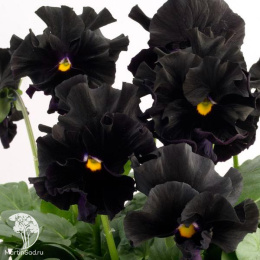 Виола Фламенко черная F1 Виттрока (Анютины глазки) серия Фараон