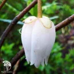 Кринодендрон Альф Роббинс