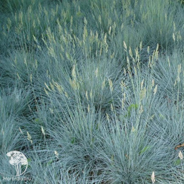 Овсяница сизая Ачт