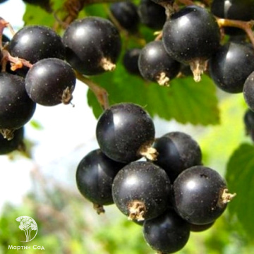 Фото Смородина чёрная Дар Смольяниновой