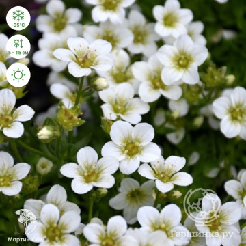 Фото Saxifraga arendsii Cappuchino Камнеломка Арендса Капучино