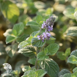 Мята колосистая Зитронминз