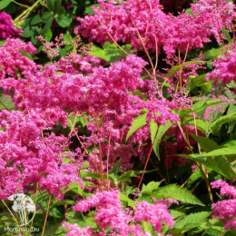 Лабазник пурпурный Кахоме