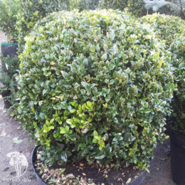 Самшит вечнозеленый Кула