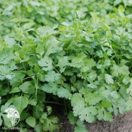 Кориандр овощной Венера
