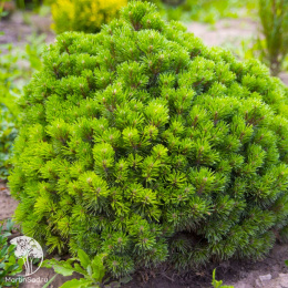 Сосна горная Аллгау