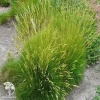 Festuca gautieri Teddy Bear Овсяница Готье Тедди Беар фото 1 