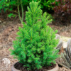 Ель канадская Десембер фото 1