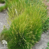 Festuca gautieri Teddy Bear Овсяница Готье Тедди Беар фото 1 