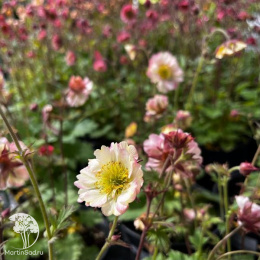 Гравилат Петтикоатс Пич