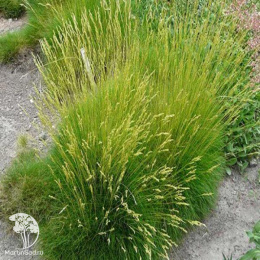 Festuca gautieri Teddy Bear Овсяница Готье Тедди Беар