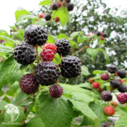 Малина фиолетовая Глен Кое