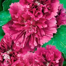 Шток-роза Королевская пурпурная
